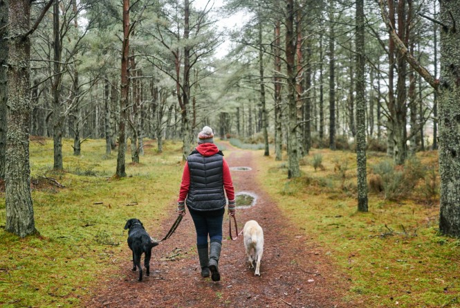 Discover Scotland: The Ultimate Pet-Friendly Getaway